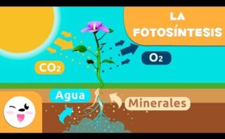 ¿Qué es la fotosíntesis explicado para un niño de cinco años?